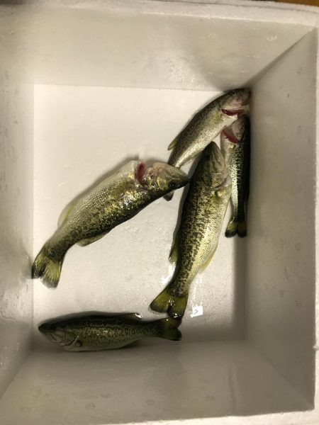 朝マヅメリベンジ